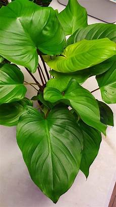 Bone Meal For Plants