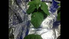 Bone Meal Plants