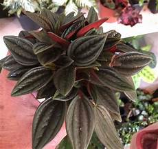 Bone Meal Powder For Plants