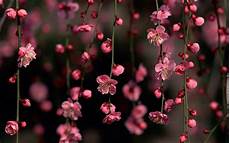 Cherry Blossom Hand Soap