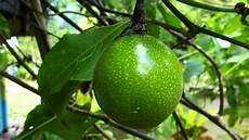 Cucina Fruits And Passion