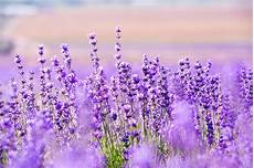 Lavender Soap