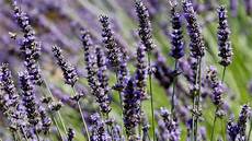 Meyers Lavender Hand Soap