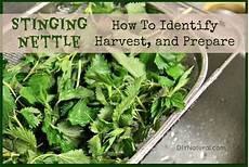 Nettle Oil Soap