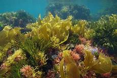 Ocean Soaps