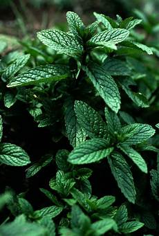 Peppermint Liquid Soap