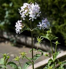 Soapwort Mixer