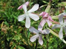 Soapwort Mixer
