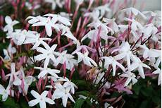 Softsoap Jasmine And Mint