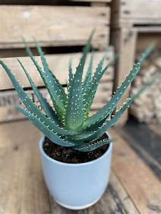 Softsoap Soothing Aloe Vera