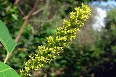 Tallow