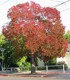 Tallow